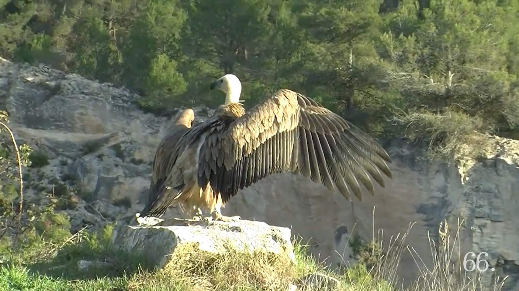 Denuncien un dron que volava prop dels voltors del Barranc del Cint per a gravar-los