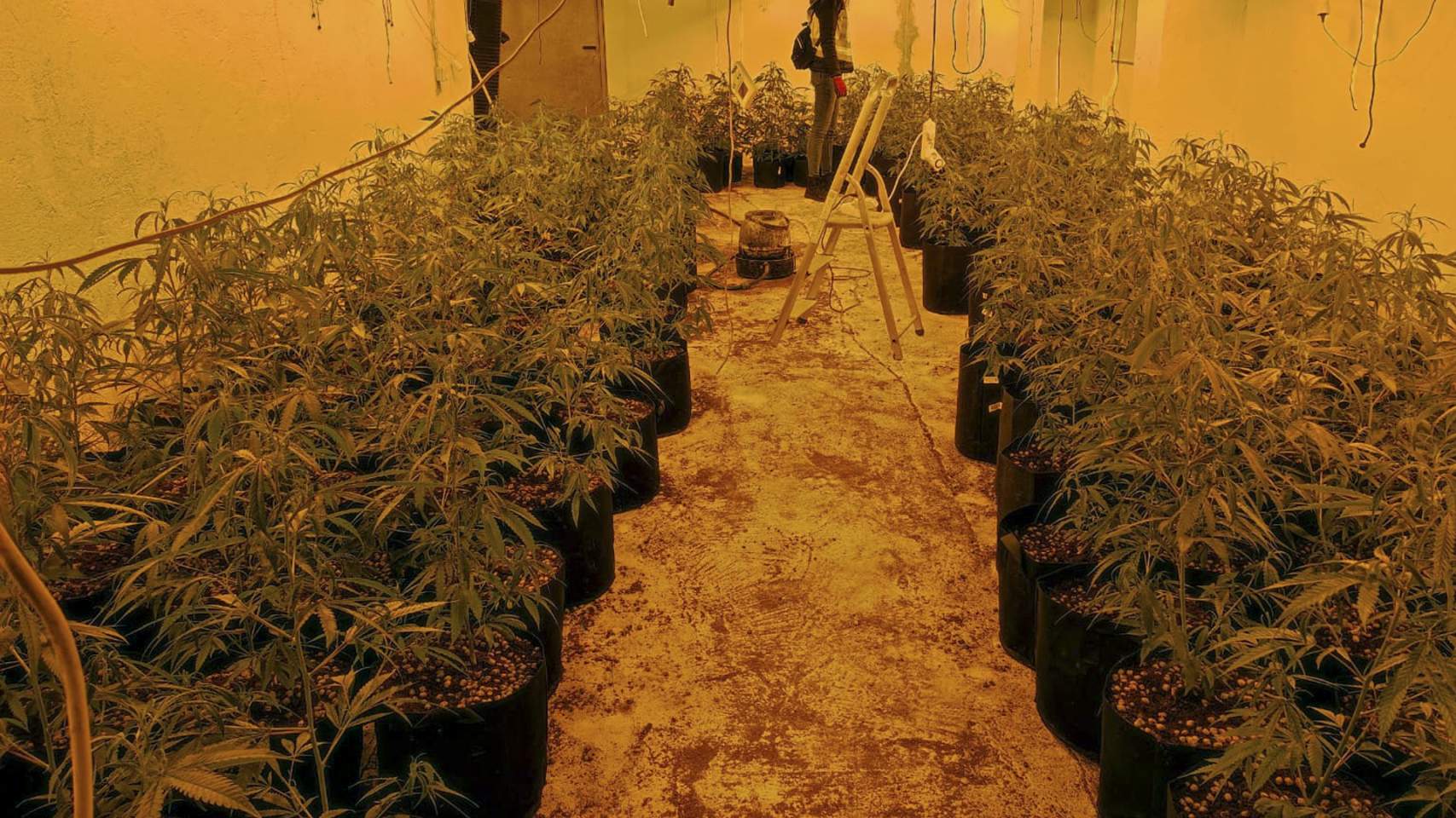 Plantación de marihuana / Foto: Policía nacional