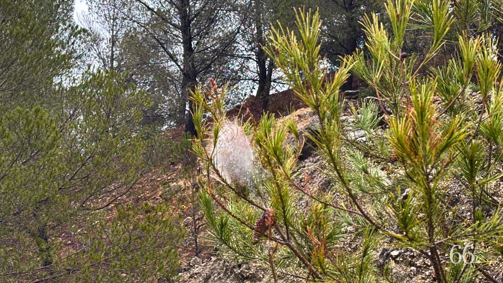 Una bolsa de pinos en Mariola / Foto MRG