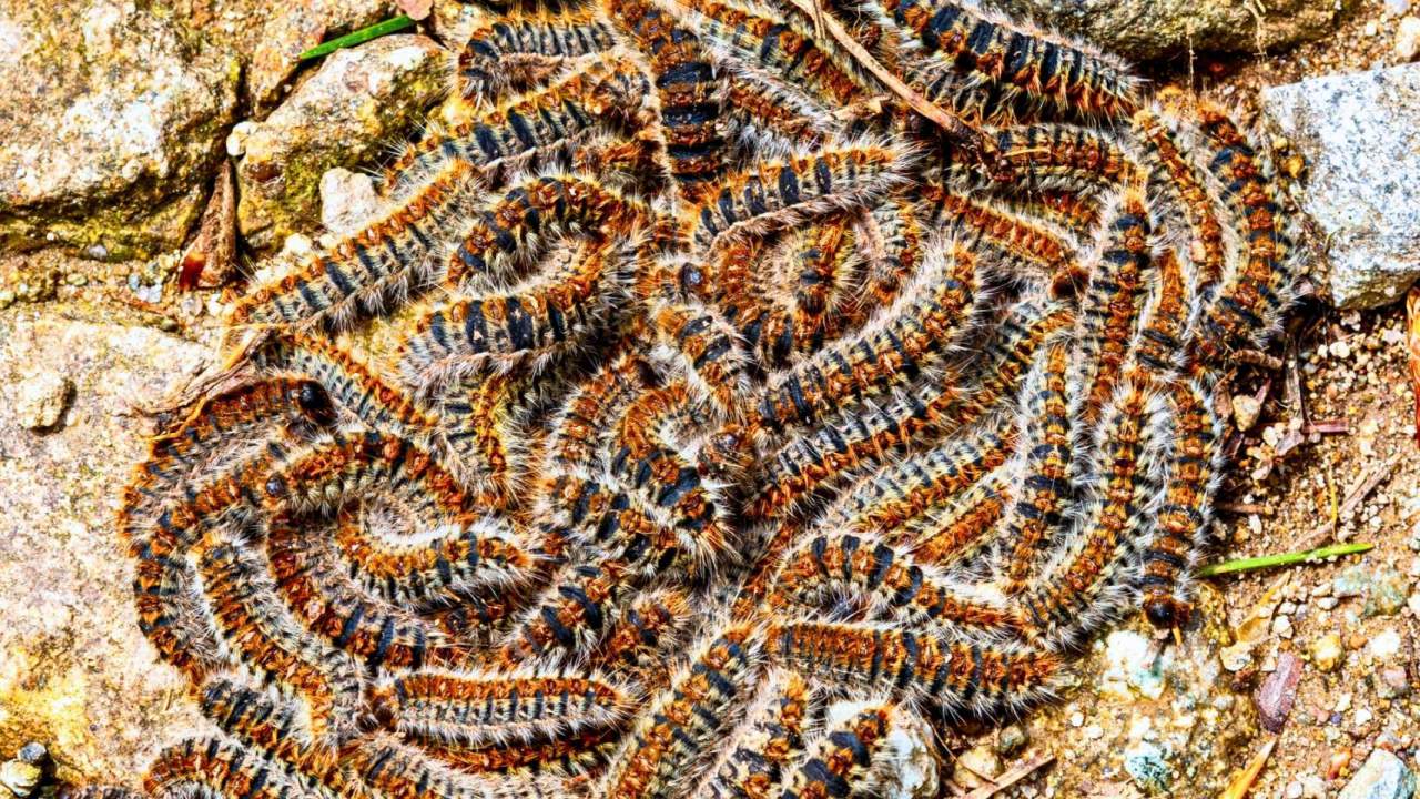 Torna la processionària i els resultats del seu control anual