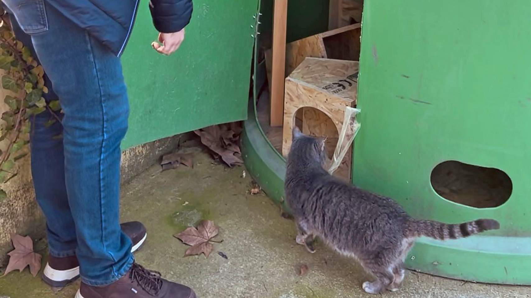 D’albergar vidre per a reciclar a ser refugi per a gats sense llar
