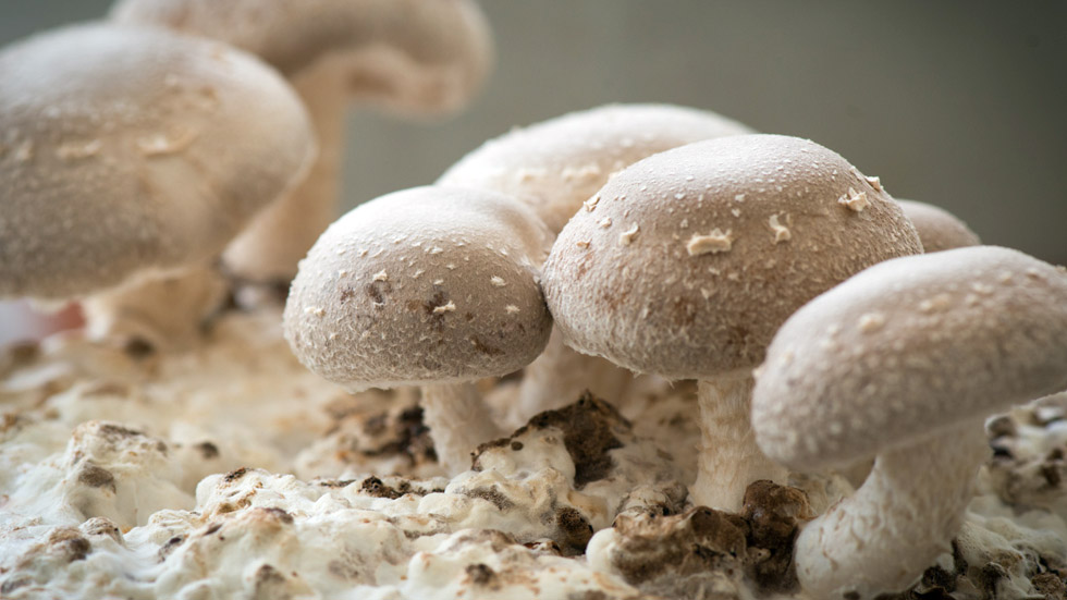 Hongos shiitake