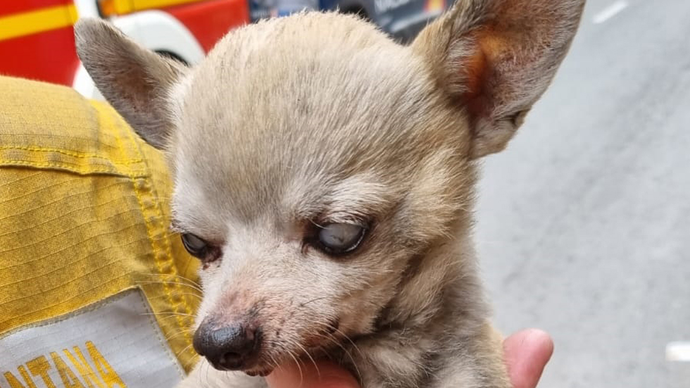 Perro rescatado en el incendio