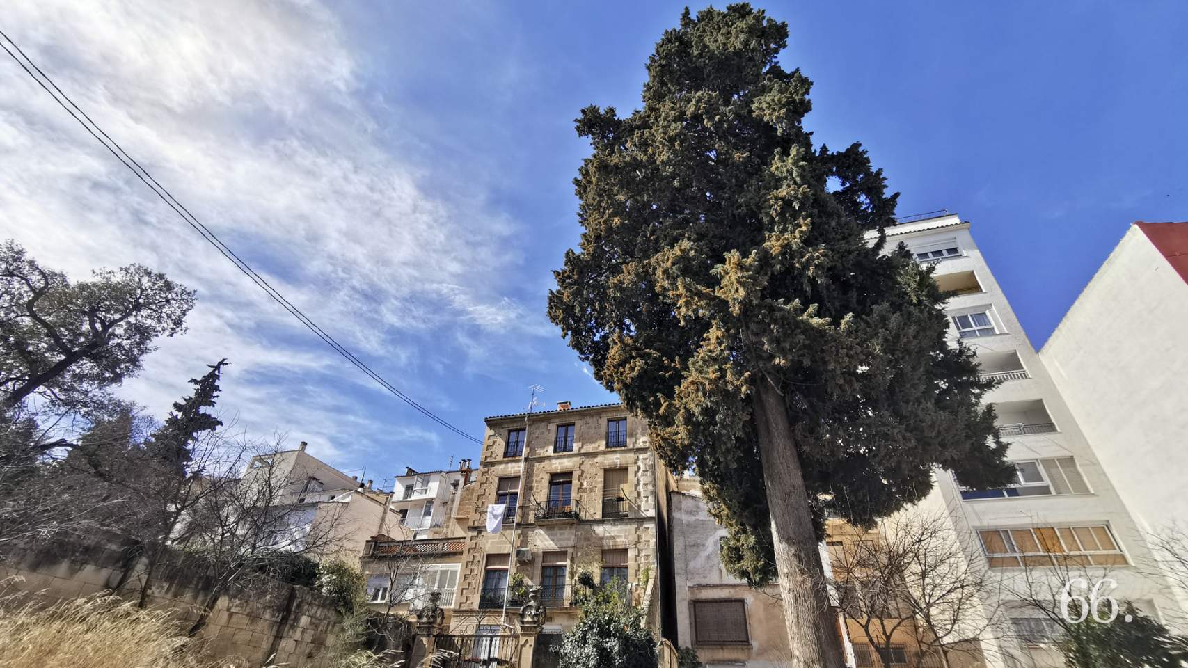 Xiprer en el carrer Torre de les Maçanes