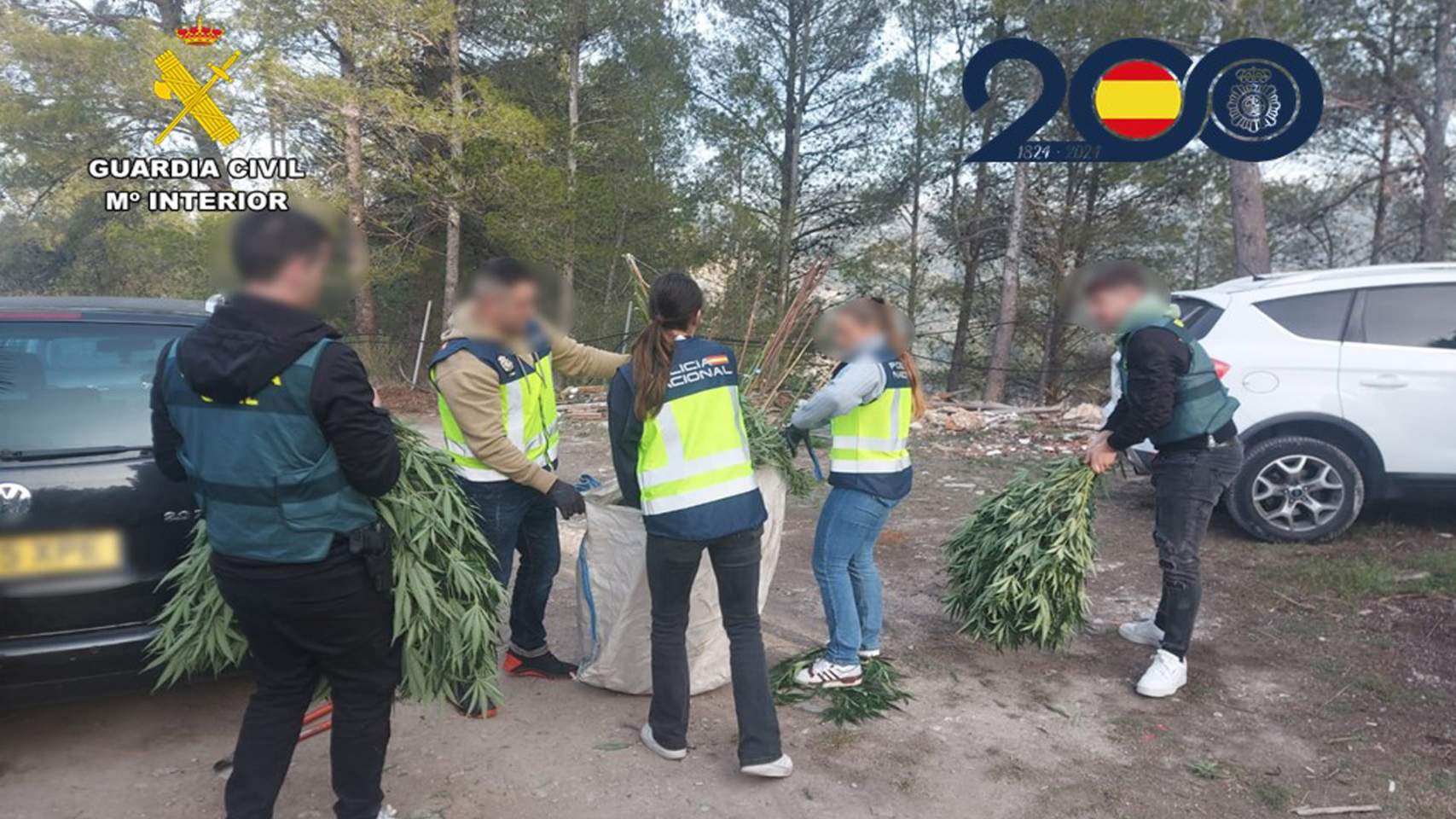 Plantes de marihuana a Millena / Foto: Policia nacional i Guàrdia Civil