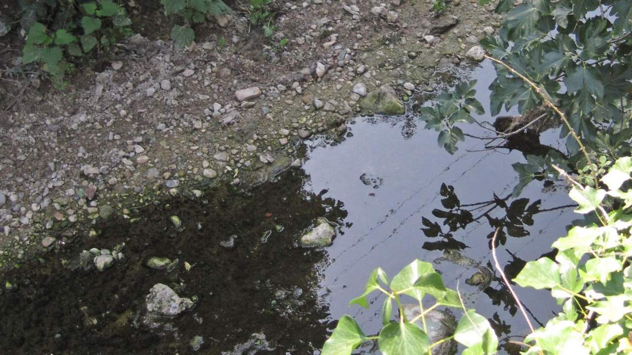 La Carrasca denuncia a la Confederació Hidrogràfica del Xúquer per la contaminació dels rius Riquer i Serpis