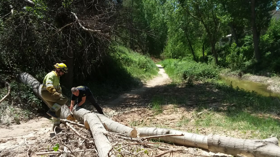Retirada de un chopo caído // Foto: AJA