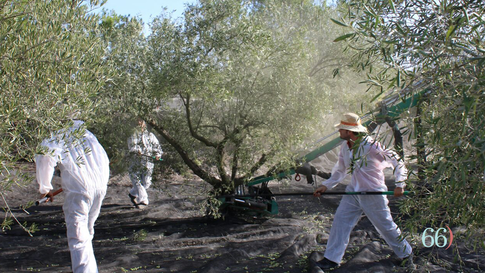 Momento de cosecha de la aceituna // Foto: RRA