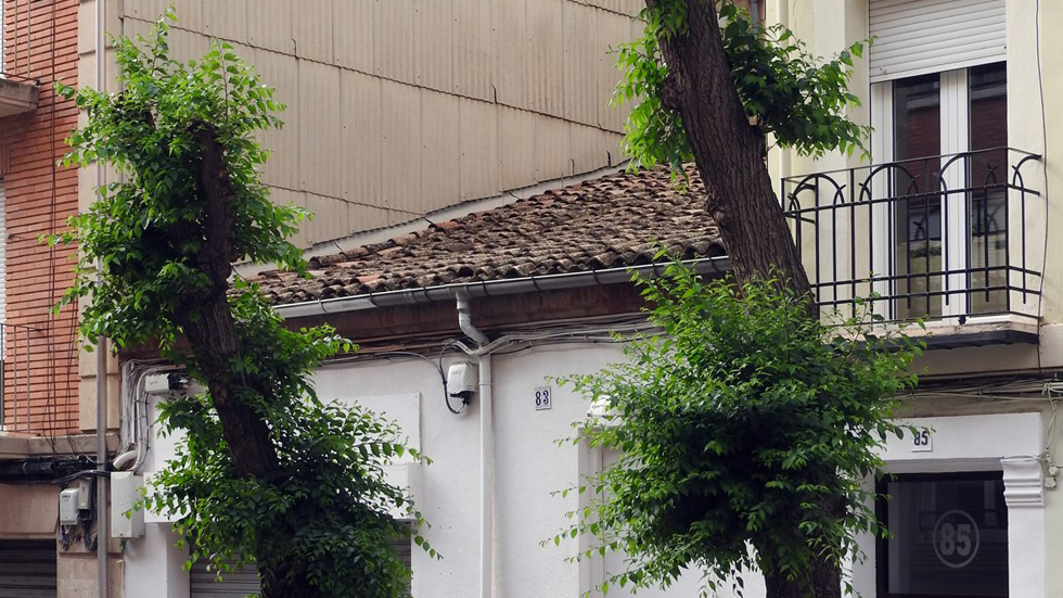 Árboles en El Camí / Foto: La Carrasca