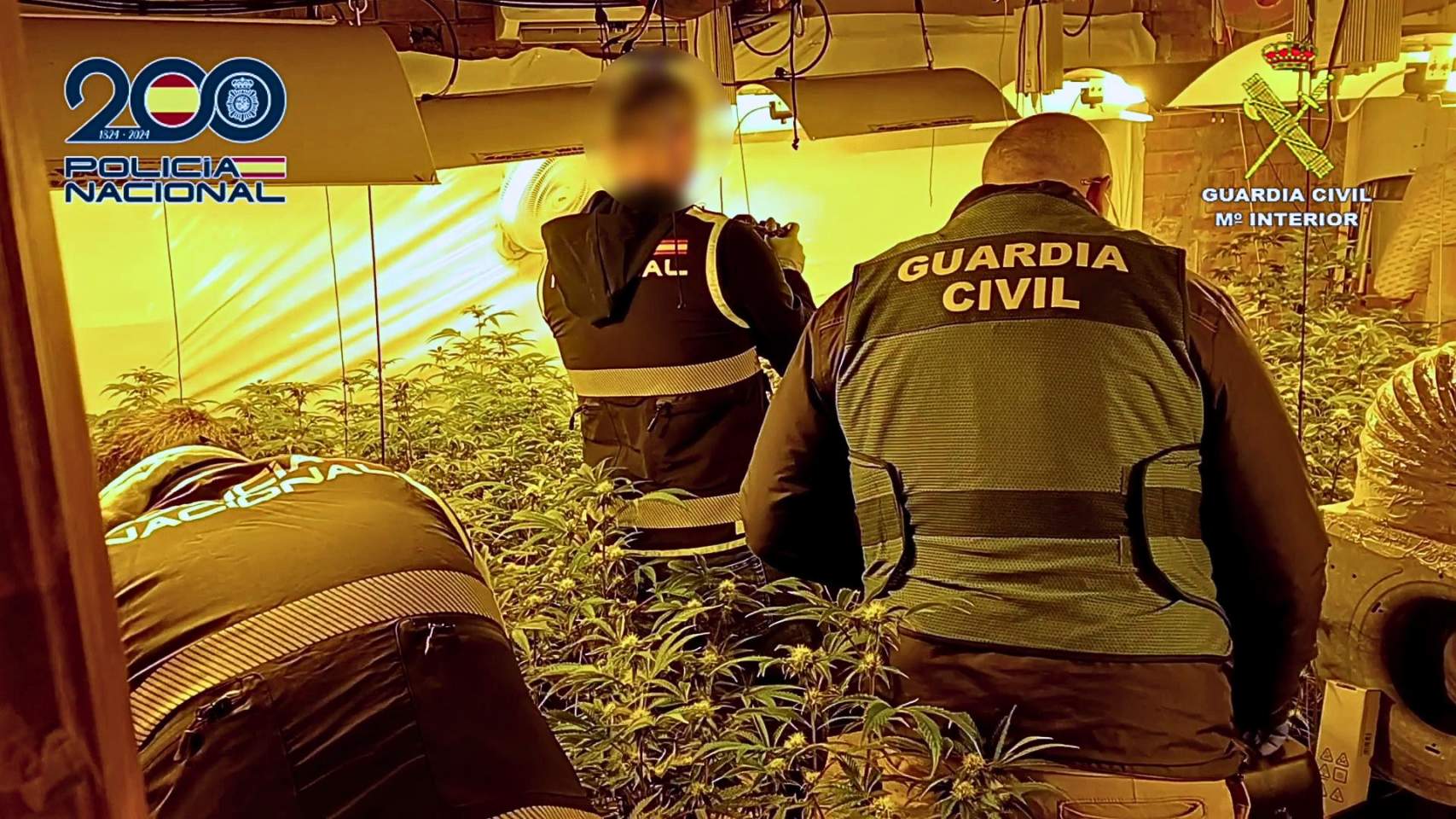Sis detinguts en una macrooperació policial contra plantacions de marihuana a Alcoi, Alqueria i Cocentaina
