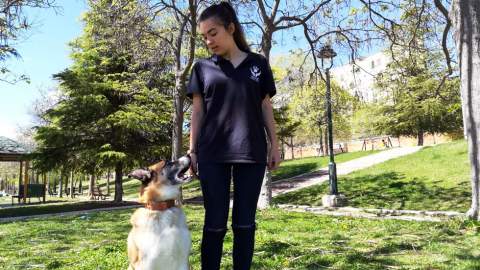 Imagen: Escuela Canina Nadog