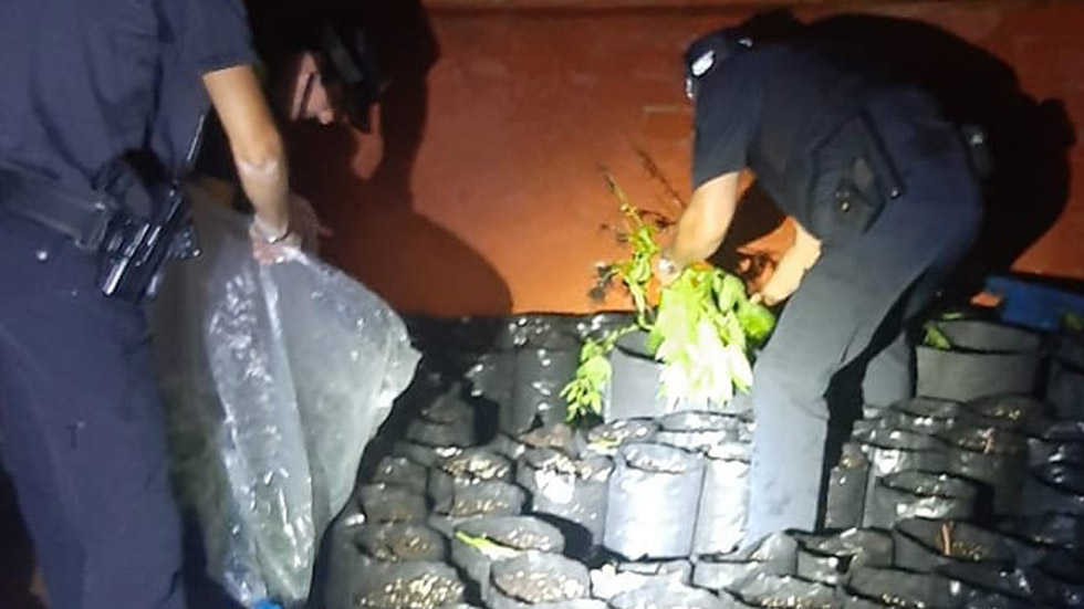 La Policía local confisca más de 100 plantas de marihuana // Foto: Facebook Policía local