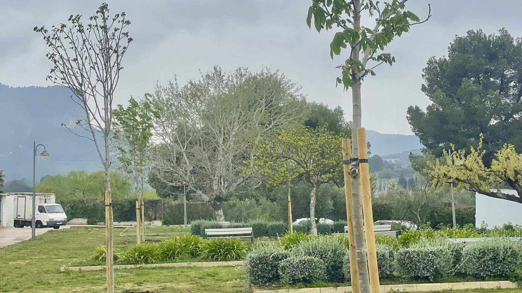 Arbres plantats a Muro