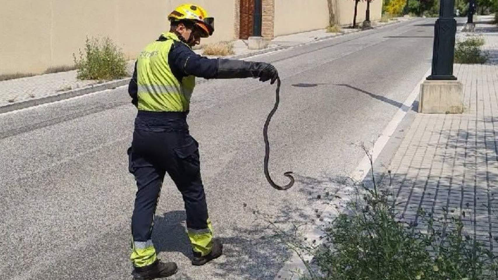 Els bombers rescaten una serp que s’havia colat en una casa a Alcoi