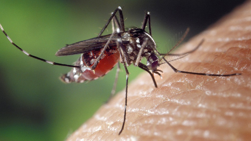 Mosquito tigre