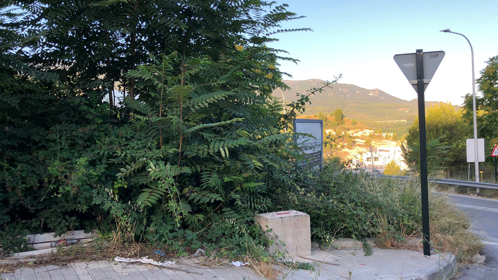 Maleza polígono Sant Benet // Foto: FEDAC