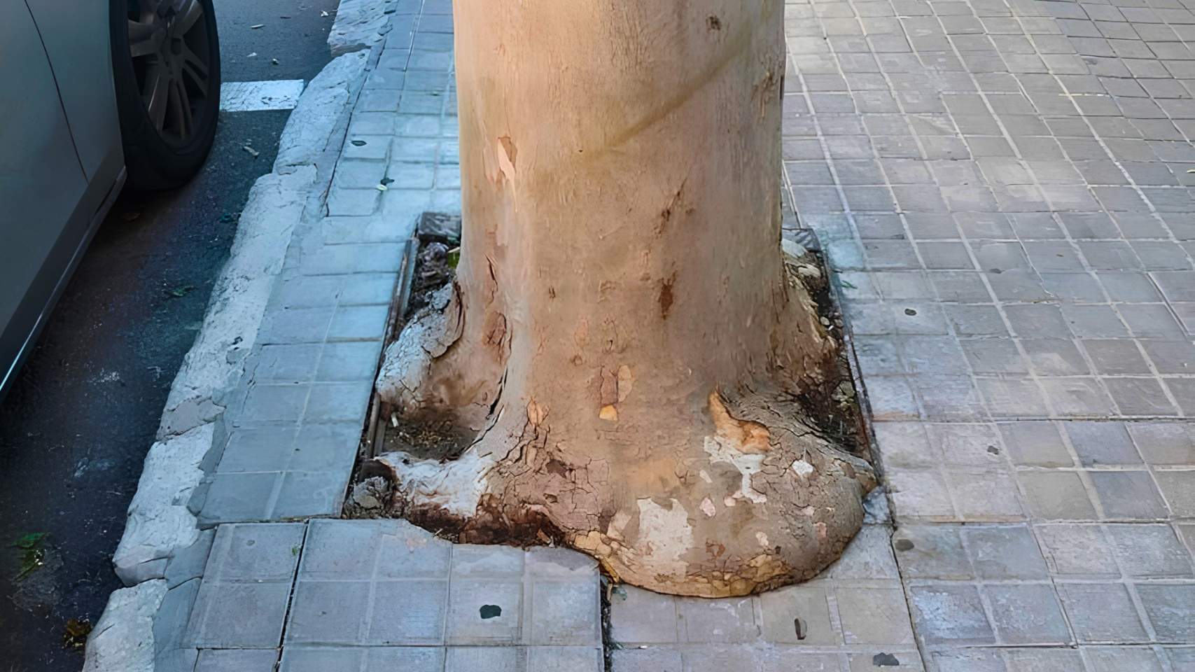 Un estudi assenyala la necessitat d'una millor planificació dels arbres urbans d'Alcoi