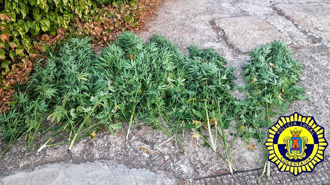 Plantes intervingudes / Foto: Polical local Cocentaina
