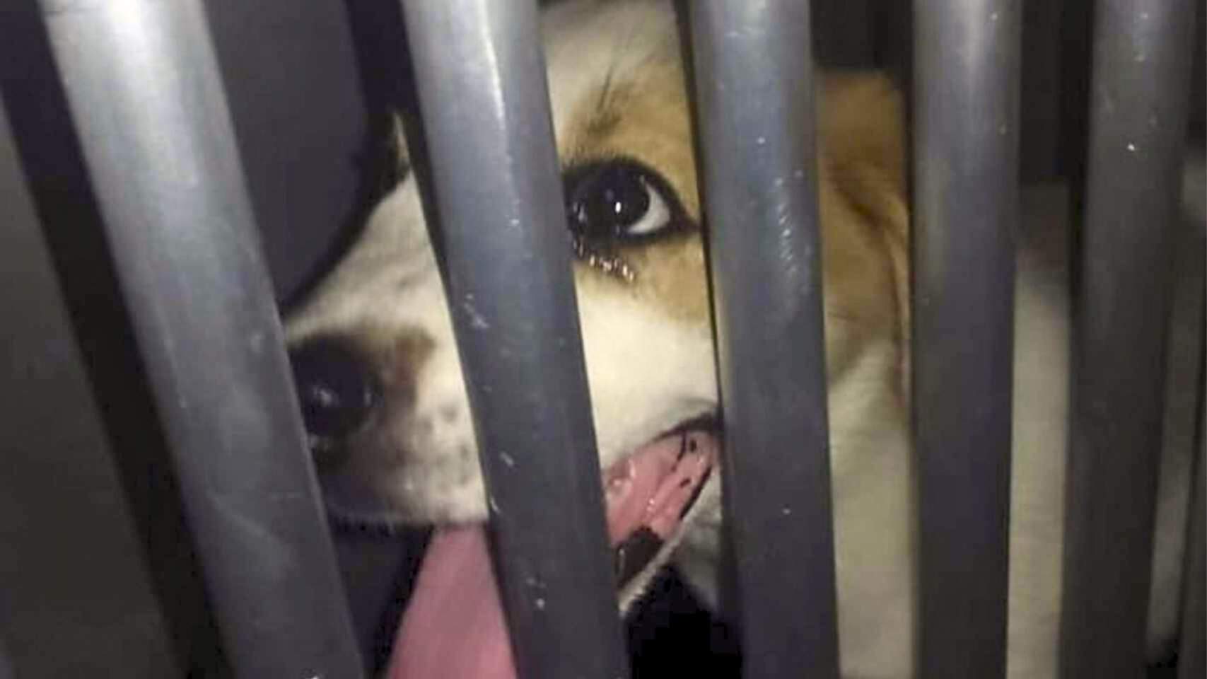 Perro encontrado dentro de un vehículo junto con sus hermanos perrunos // Foto: Facebook Policía Local Alcoy