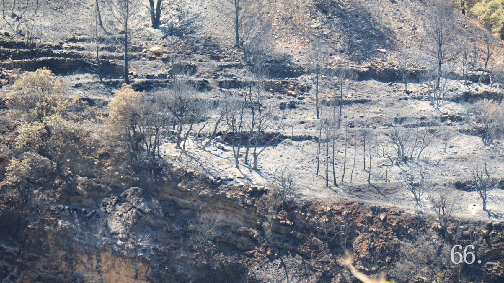 Bancals cremats en l'incendi de Benasau