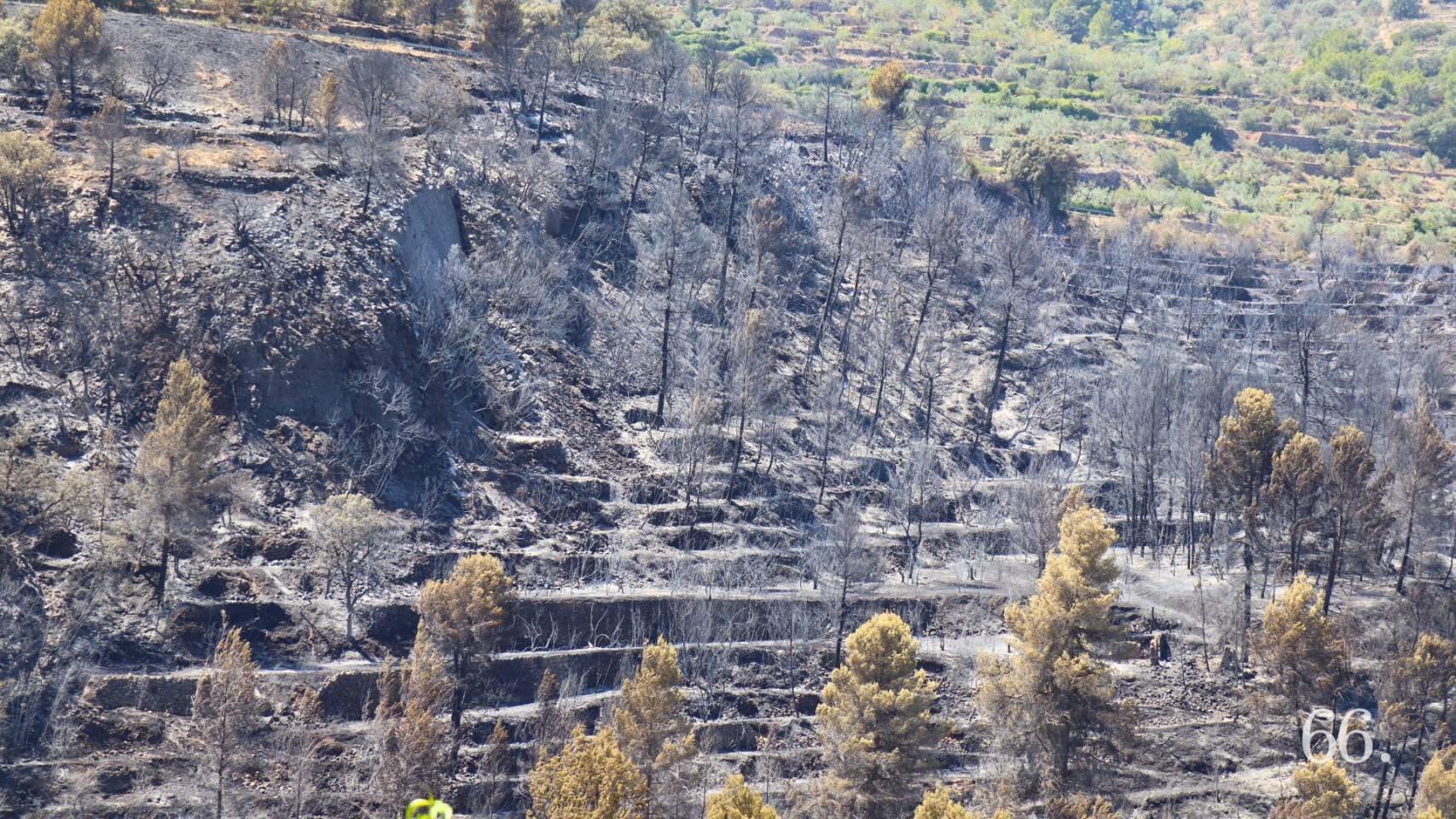 Incendi de Benasau / Foto: Arxiu Pagina66