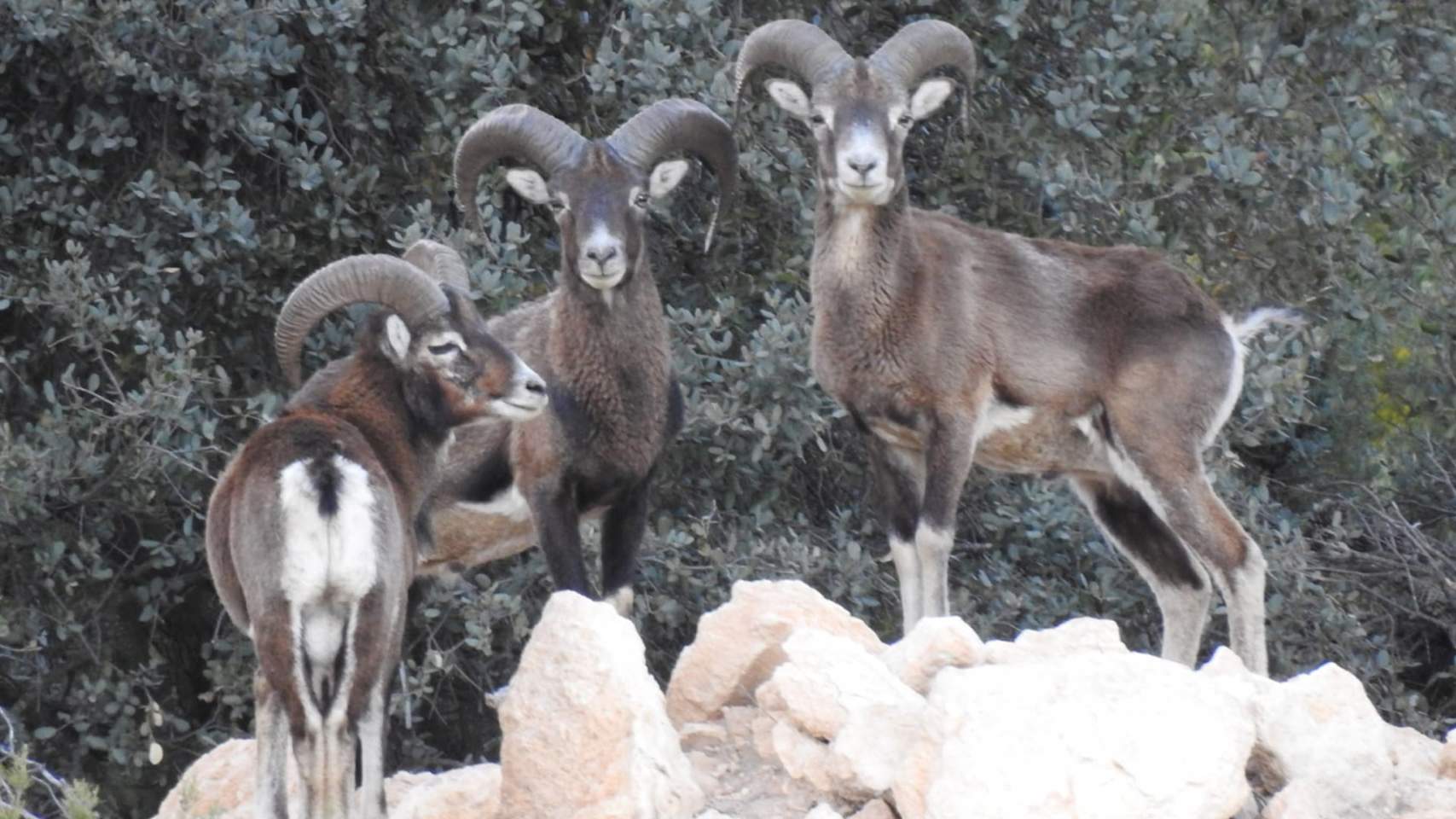 Fauna salvatge a l'interior d'Alacant