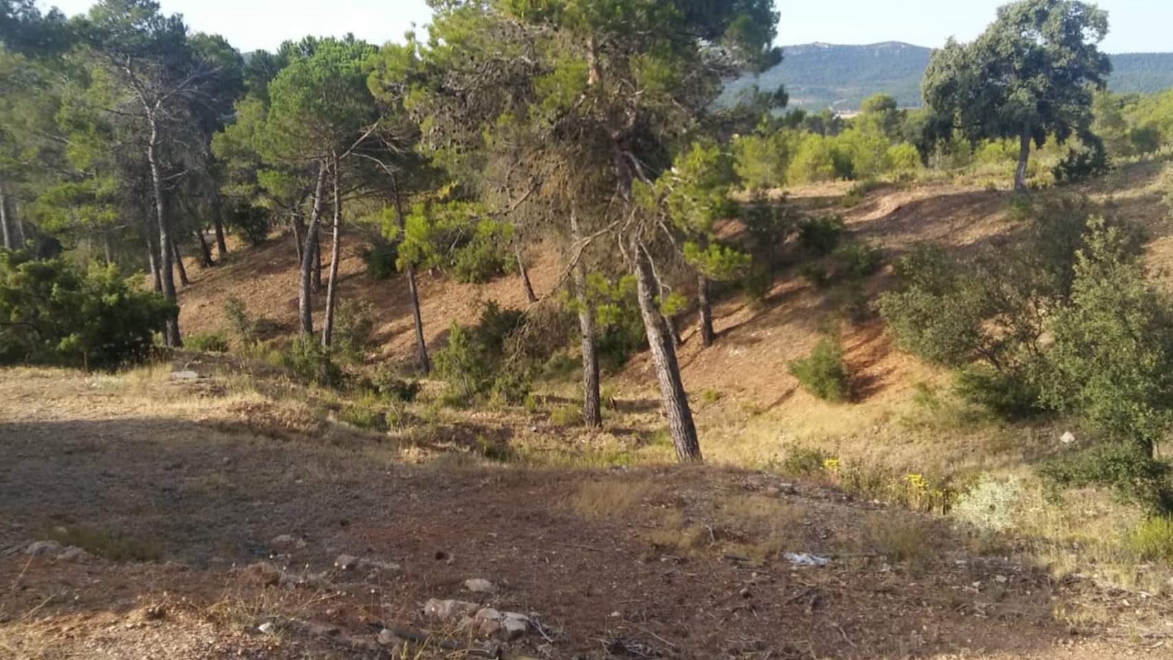 Cortafuegos en Montesol