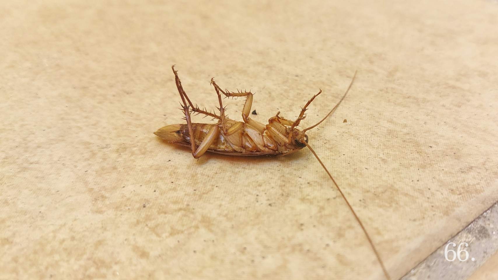 Cadáver de cucaracha americana