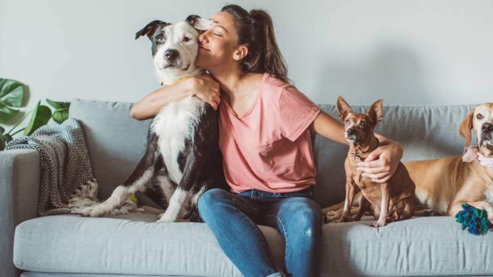 CBD para perros: beneficios, usos y recomendaciones