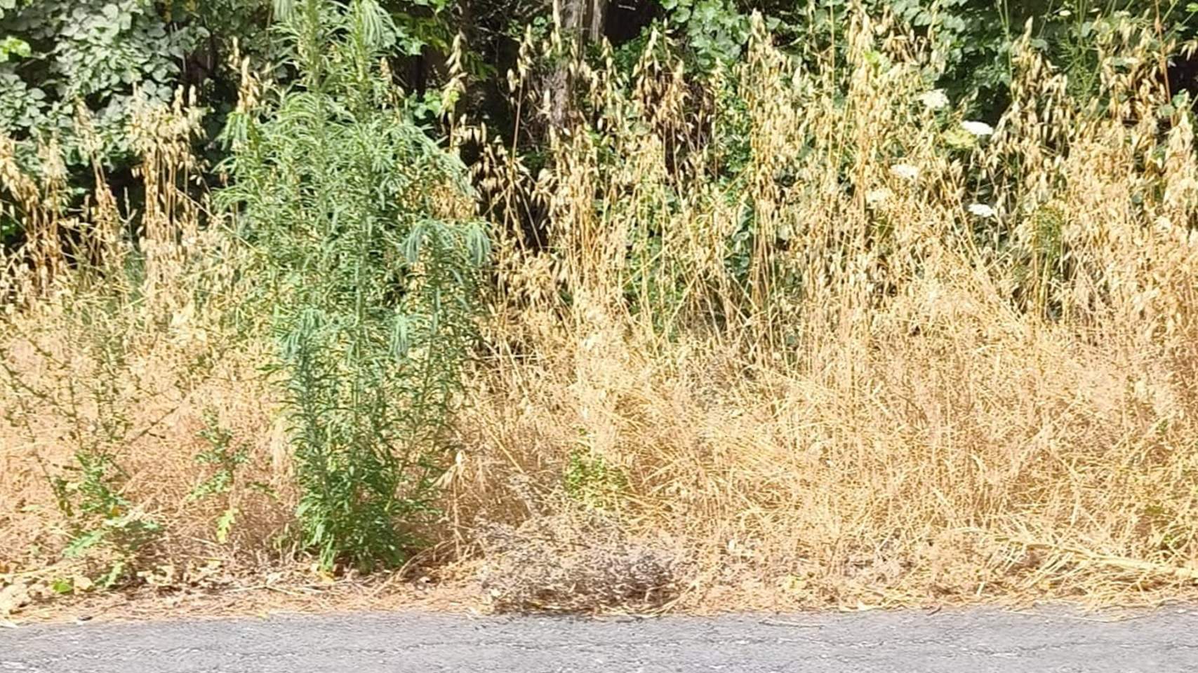 La Diputació reforça la neteja en les carreteres per a previndre incendis forestals