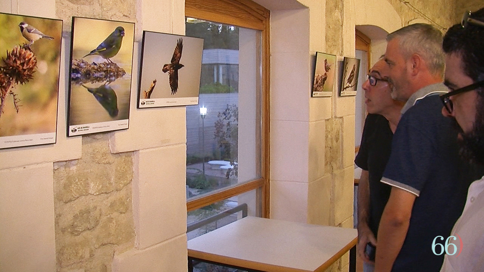 L'any passat les jornades van tindre una exposició sobre aus