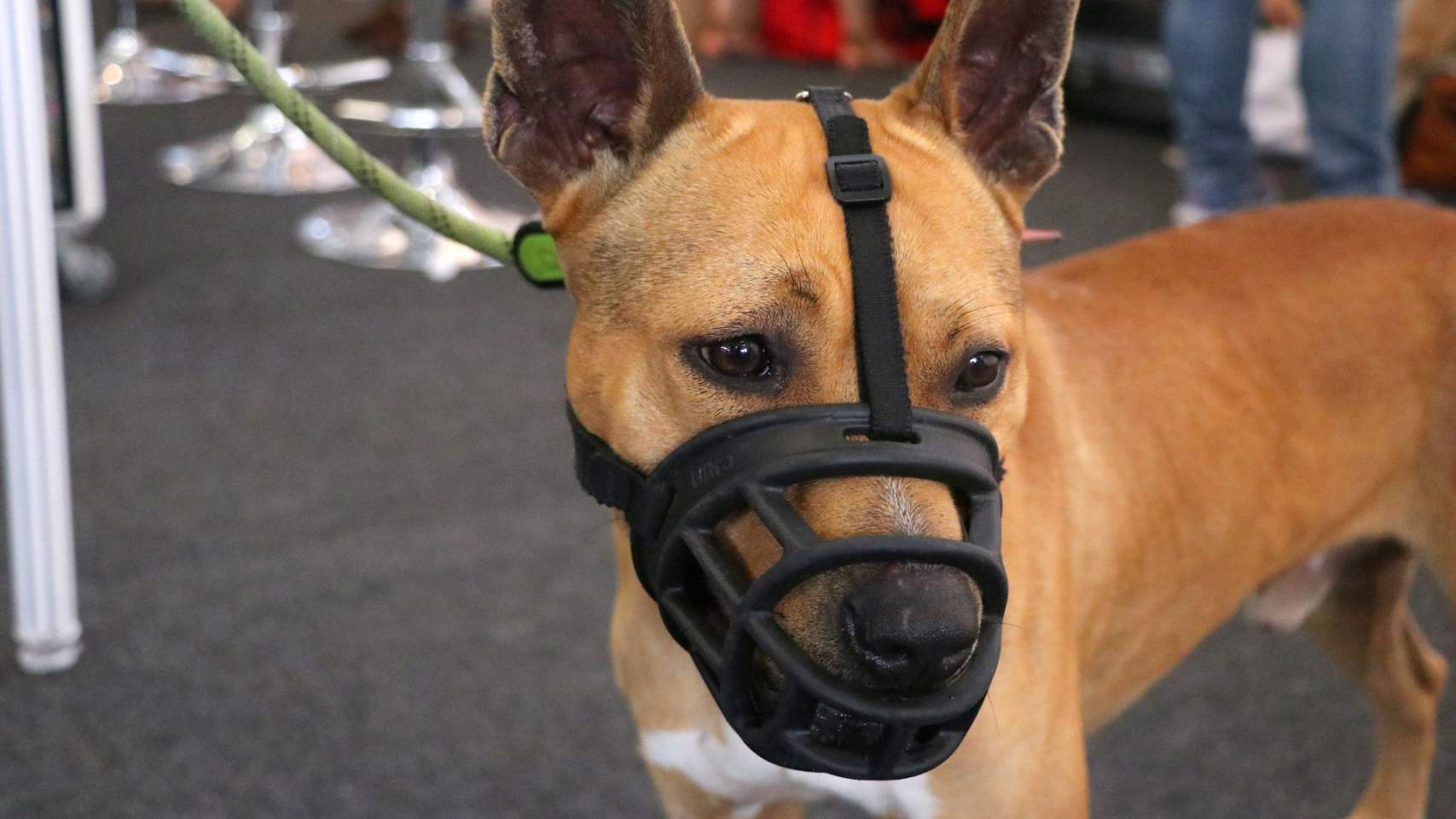 Perro potencialmente peligroso