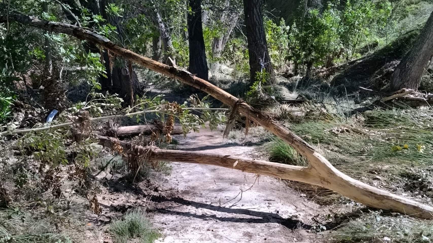 Árbol caído en el paraje natural municipal