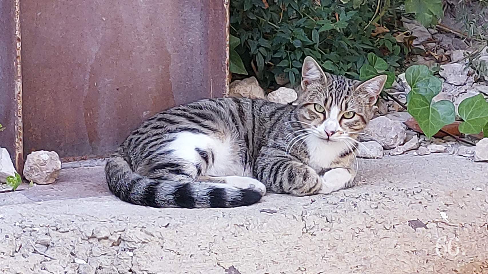 Gato en la calle