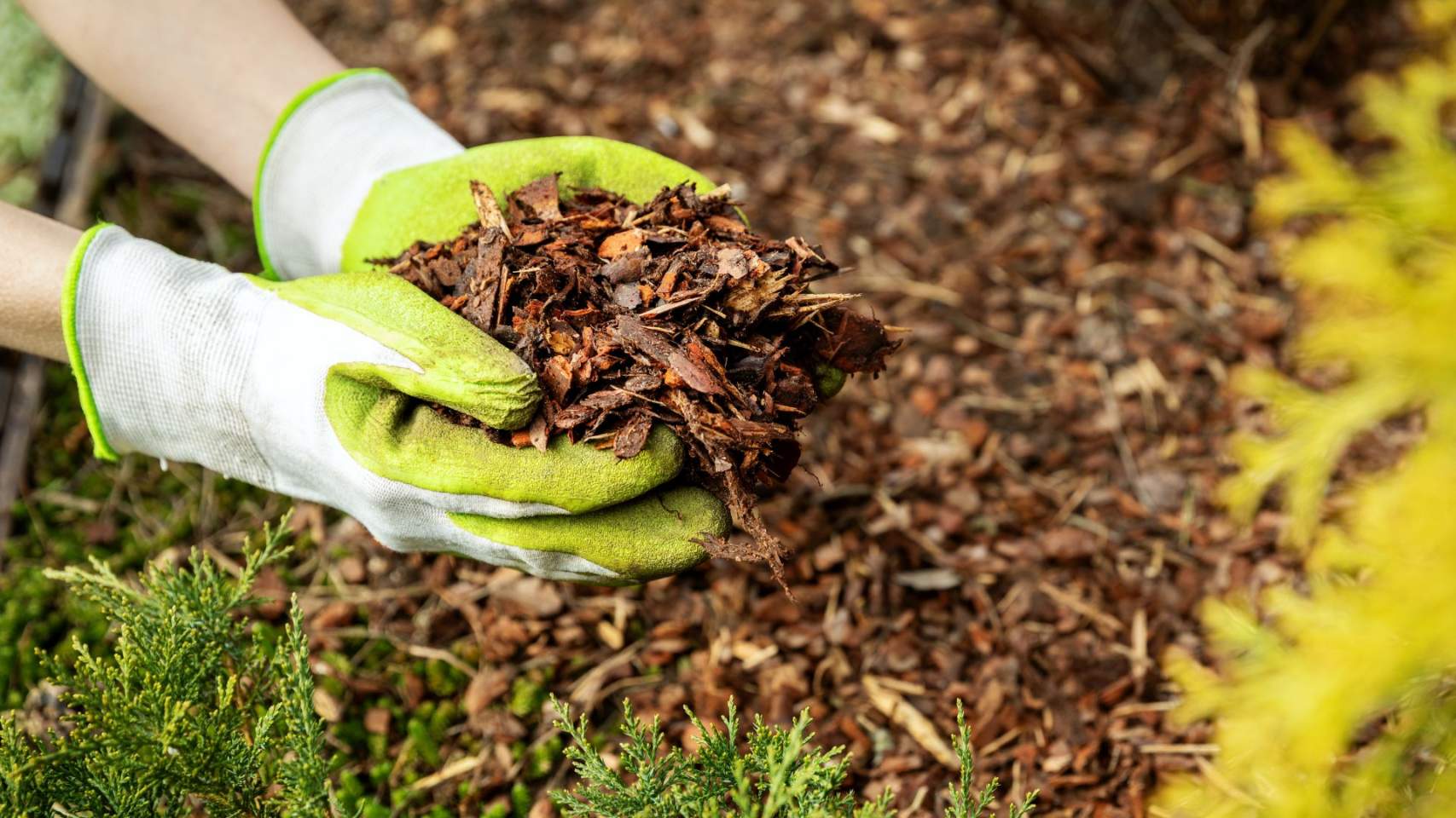 Les restes de la poda serveixen per a fer 'mulching'