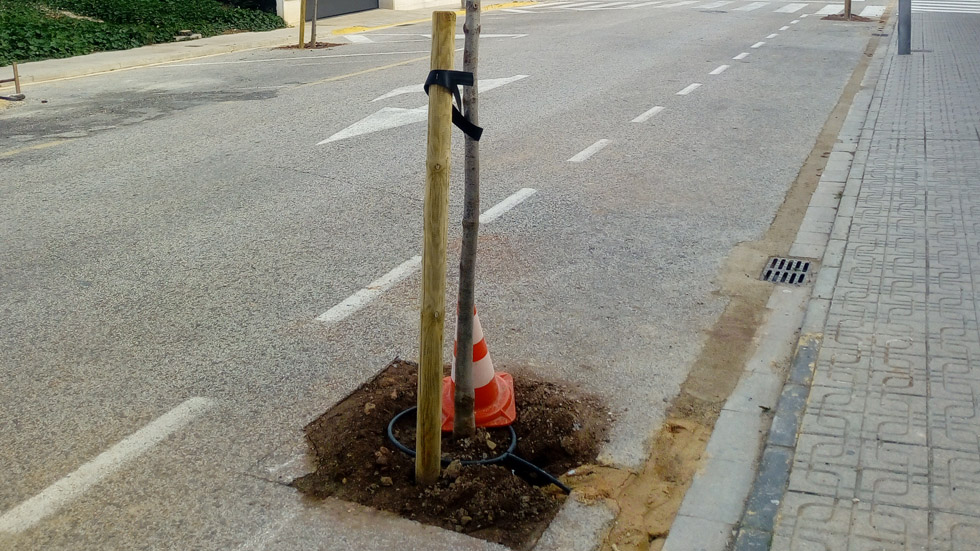 Arbre nou amb el sistema de reg / Foto: Ajuntament Muro