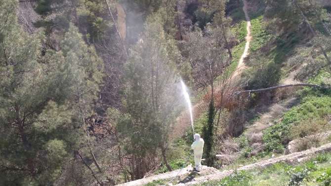 Actuación contra la procesionaria / Foto: AJuntament Alcoi