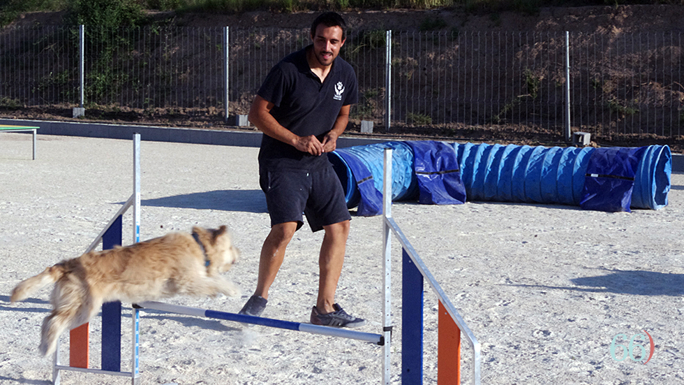 Adiestramiento de perros en las instalaciones de Nadog