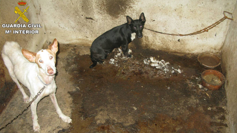 Gossos a Pen&agrave;guila / Foto: Gu&agrave;rdia Civil