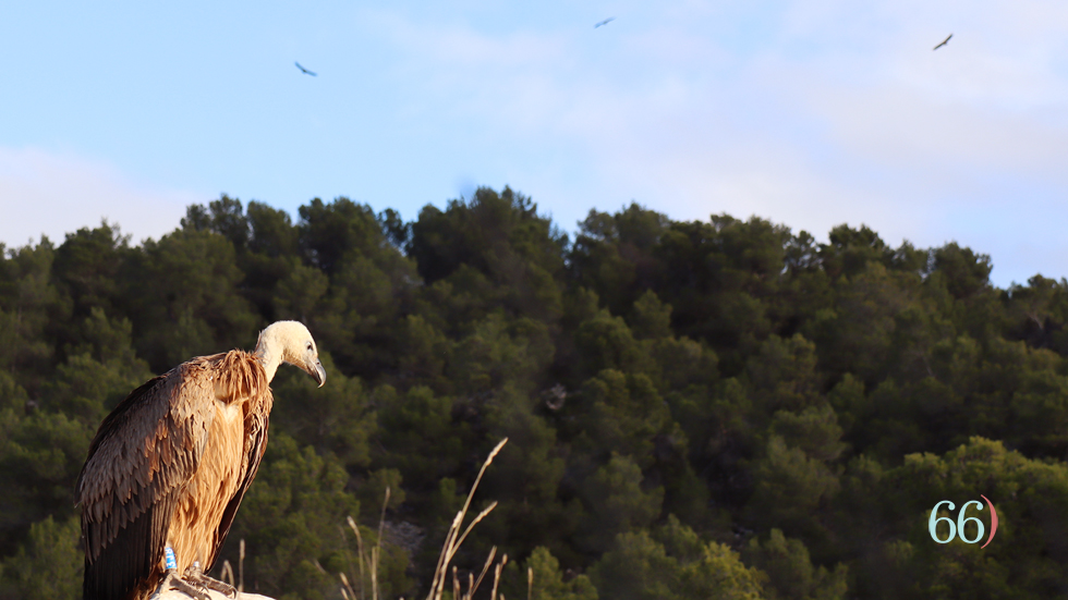 Buitres en Alcoy / Foto: RRA