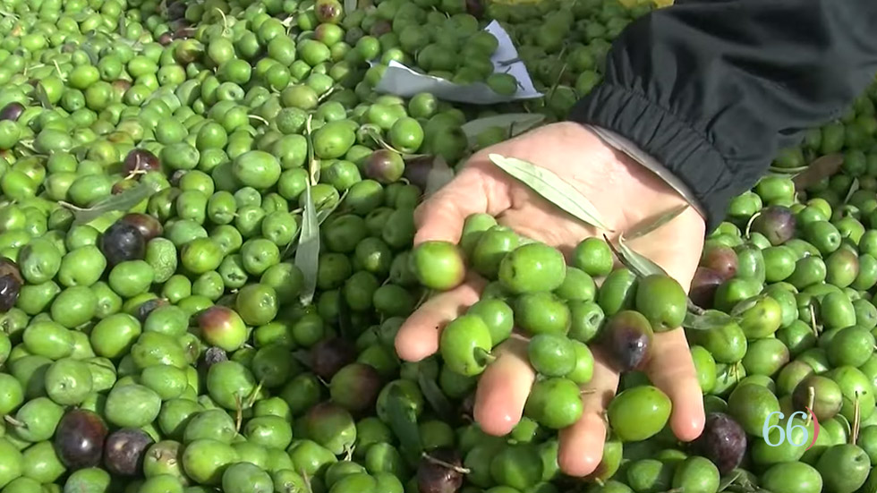 Olives de L'Alcoià i El Comtat