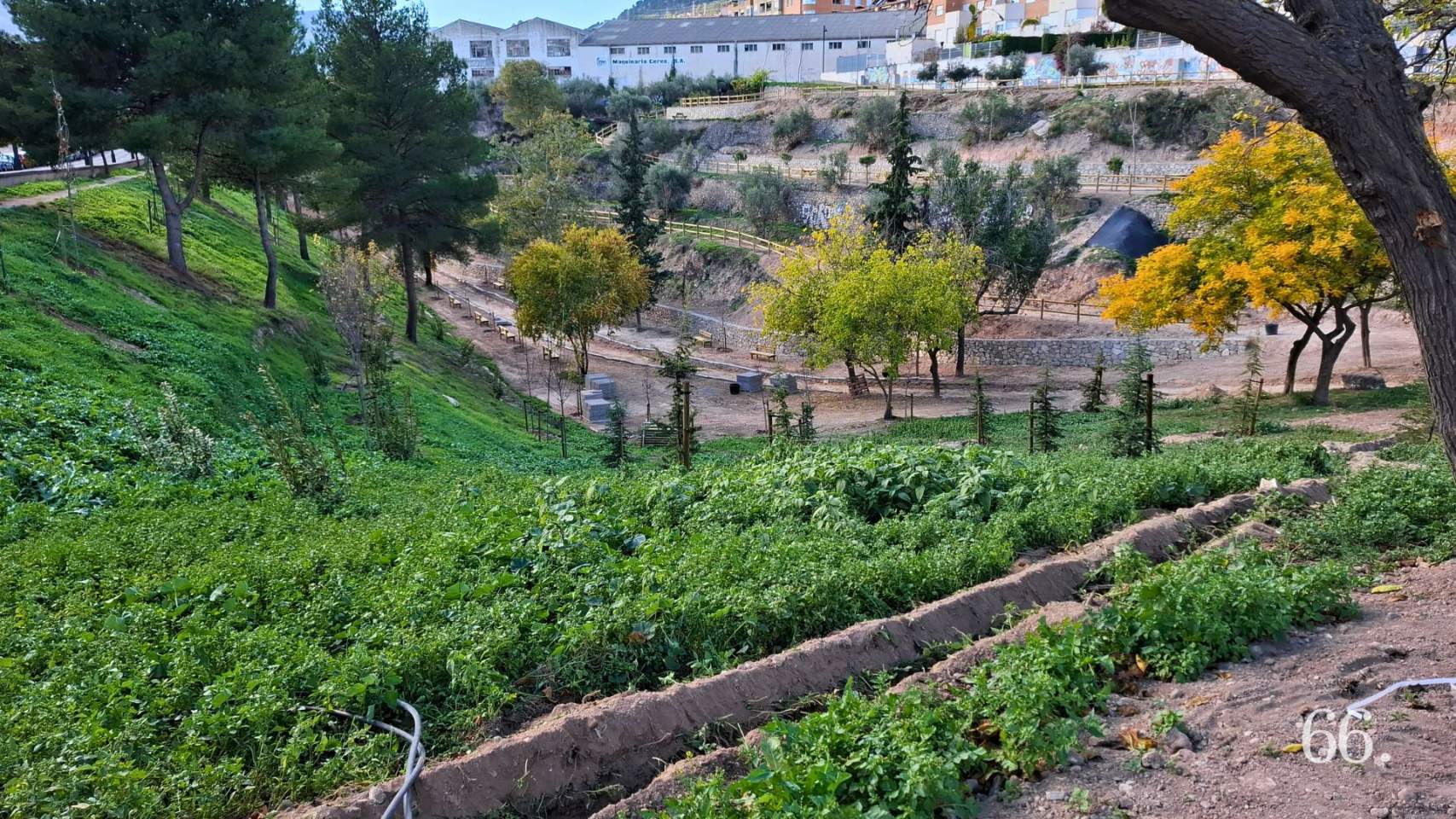 Restauració ambiental en La Vaguada / Foto: CGC