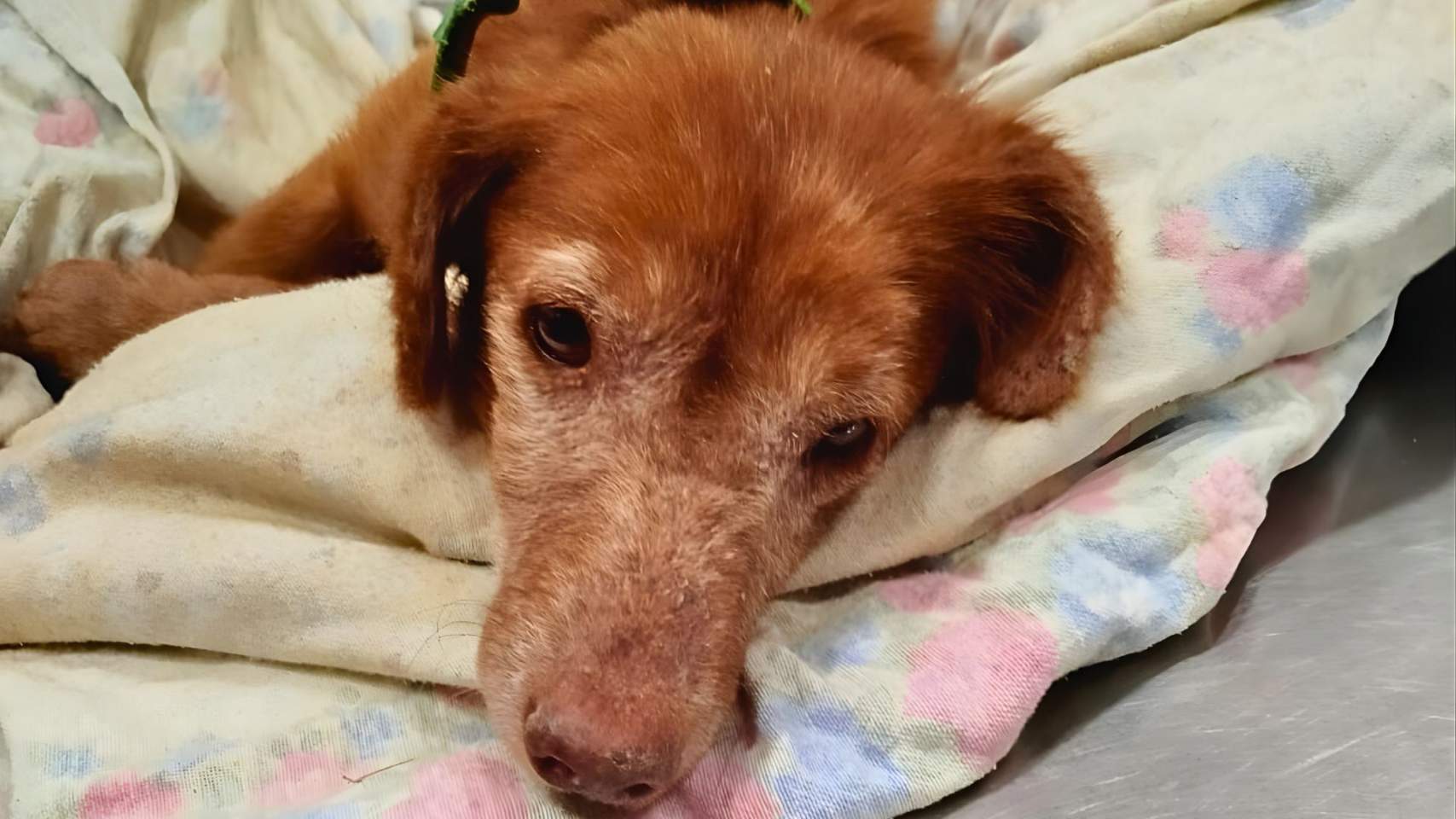 Oliver, la història d’un gos maltractat i atropellat amb final feliç que necessita col·laboració