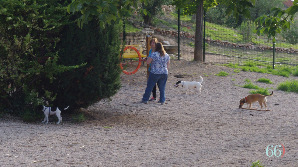 Perros en parque canino / Foto: Archivo Pagina66)
