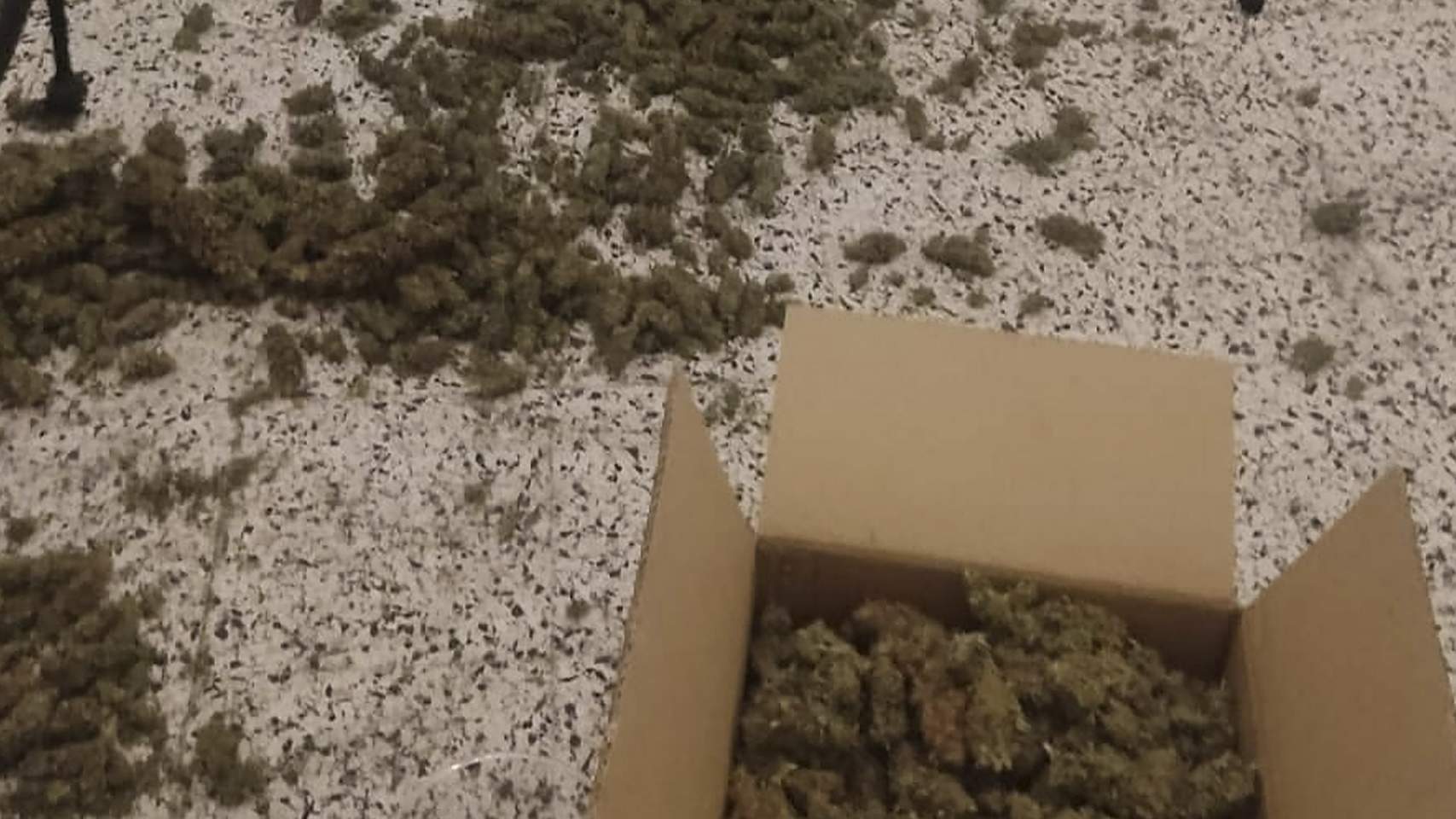 Marihuana encontrada en Ingeniero Vilaplana / Foto: Policía local Alcoy